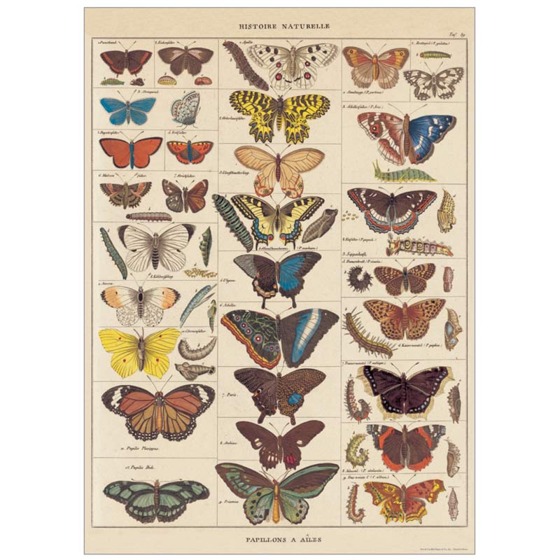 Plakat med Butterfly fra Cavallini - Grønlykke.com